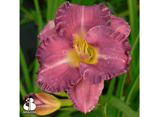 Hemerocallis   'Entrapment'